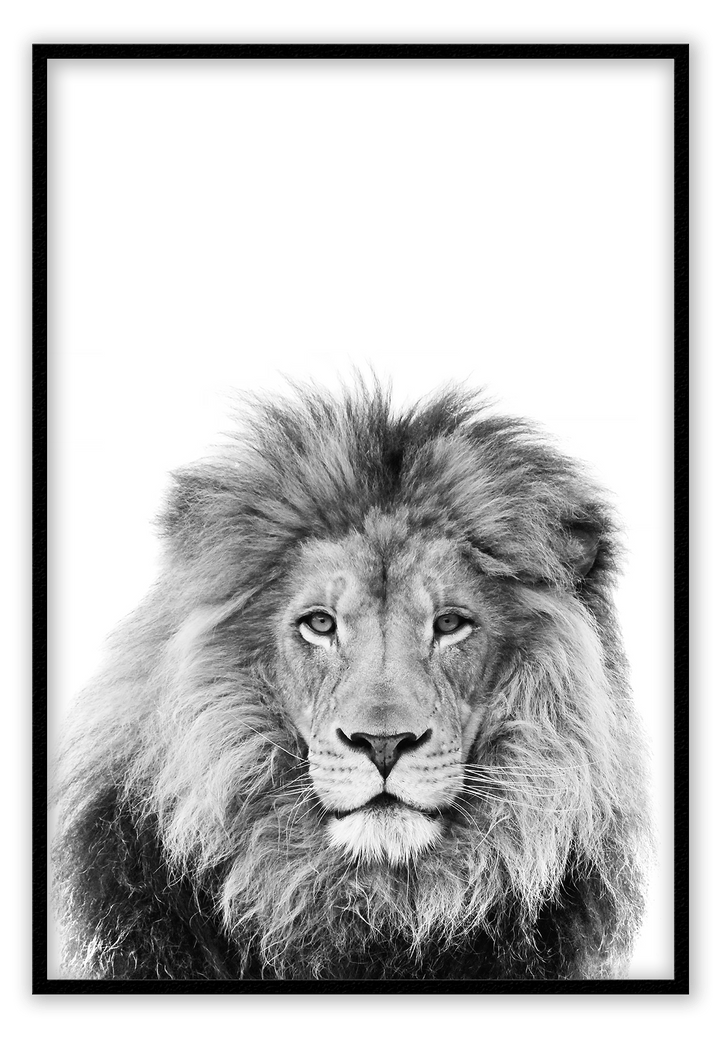 Canvas Print 50x70cm / Black Lion Sketch Lion Sketch Wall Art : Ready to hang framed artwork. Brand