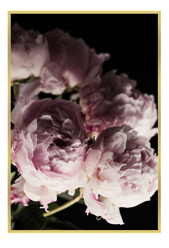 Canvas Print Small		50x70cm / Gold Pink Bloom Pink Bloom Wall Art : Ready to hang framed artwork. Brand