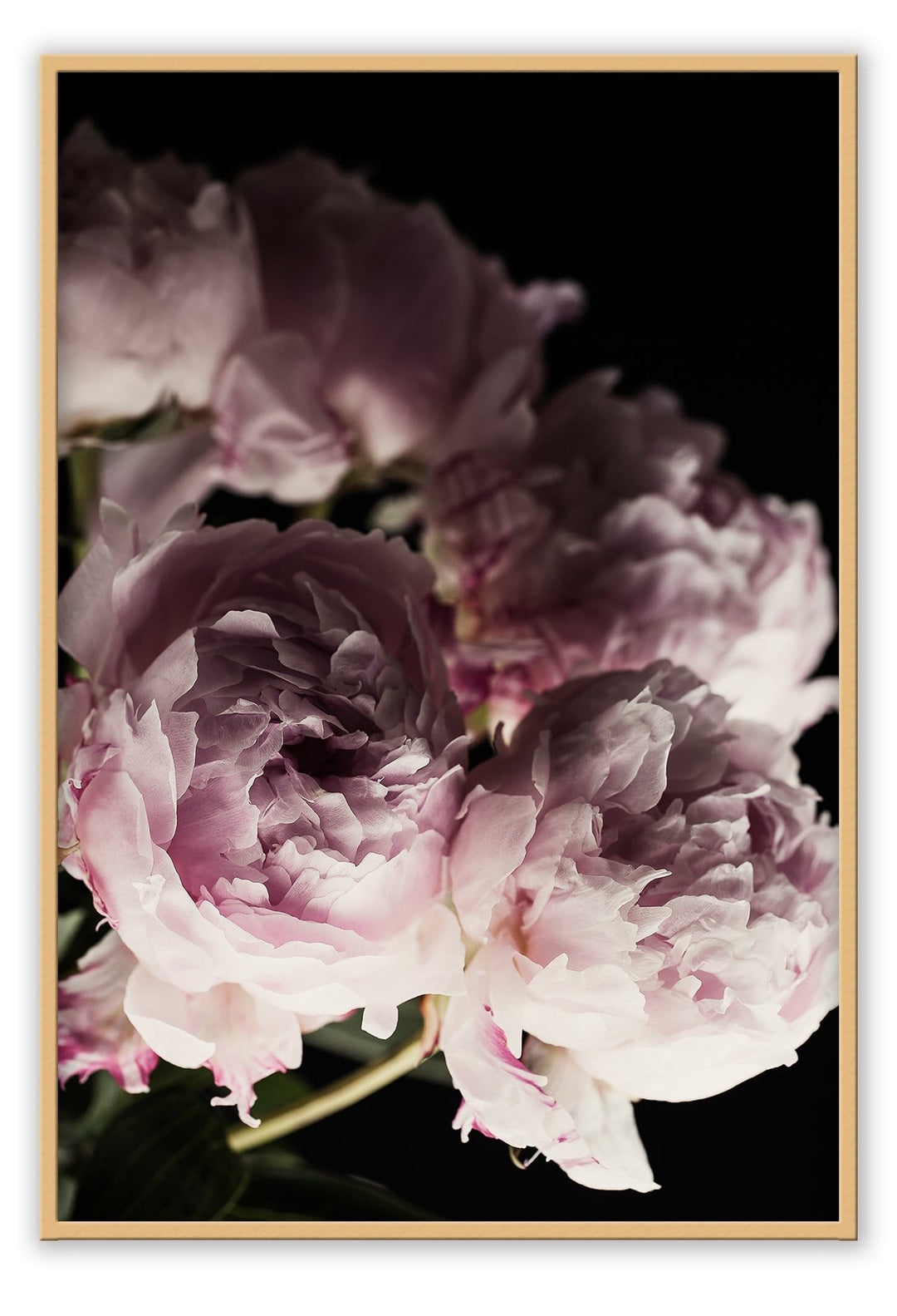 Canvas Print Small		50x70cm / Oak Pink Bloom Pink Bloom Wall Art : Ready to hang framed artwork. Brand