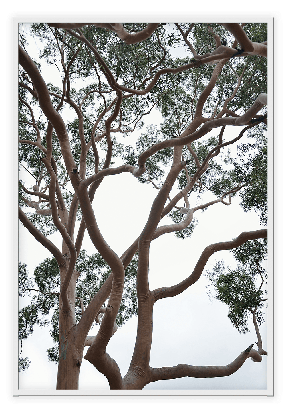 Canvas Print 50x70cm / White Tubos Brand